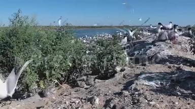 沙岛上一大群燕鸥中的幼鸟，飞鸟的叫声和叫声